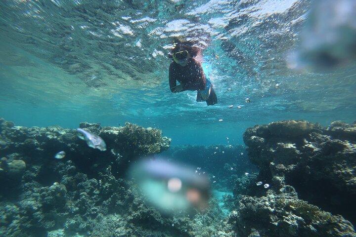 Private Snorkeling Experience in Aqaba Red Sea