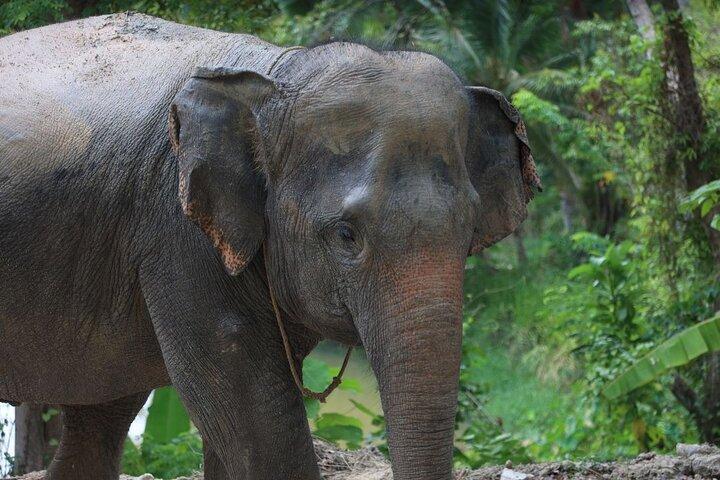 Phuket Hightlight Elephant Sanctuary Observe Experience