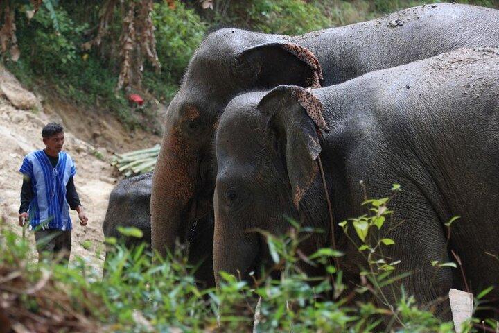 Phuket Hightlight Elephant Sanctuary Observe Experience