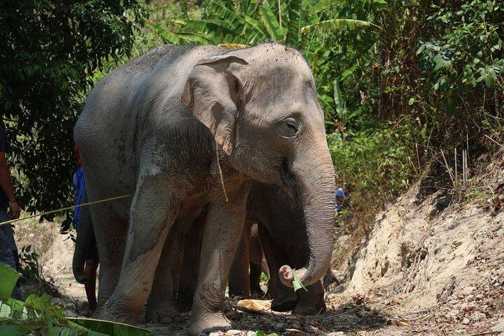 Phuket Hightlight Elephant Sanctuary Observe Experience