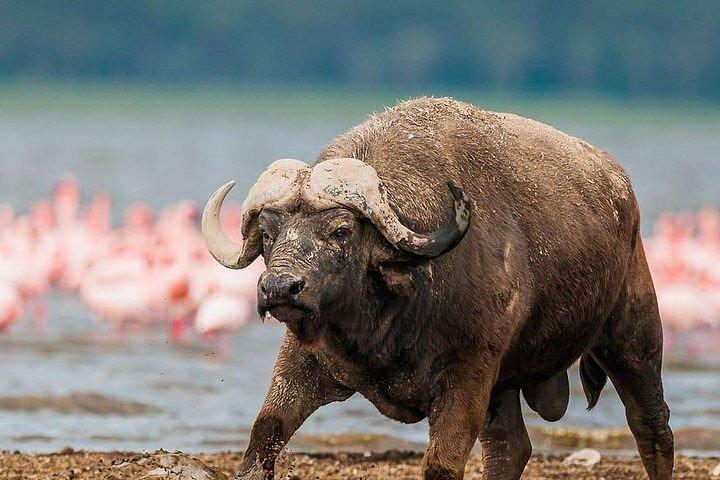 11 Day Leisure Game Safari and Beach Holiday Combo