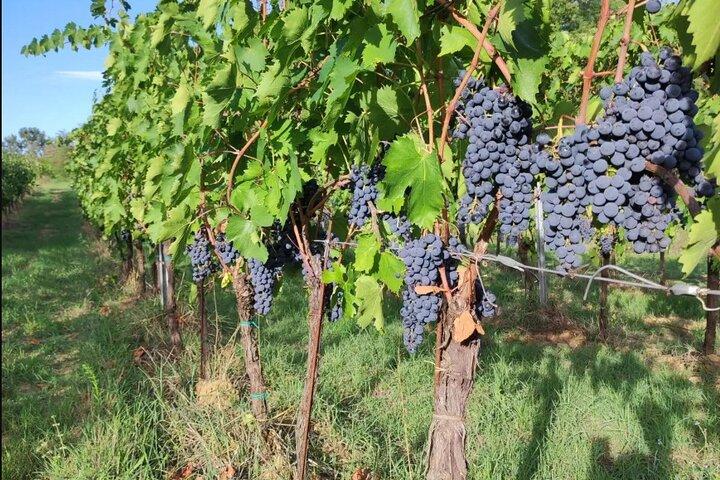 Authentic Tuscan Wine Tasting Experience in Montepulciano
