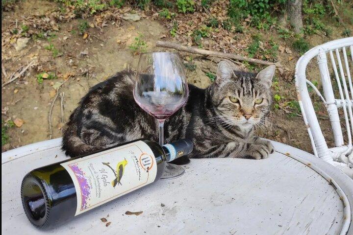 Authentic Tuscan Wine Tasting Experience in Montepulciano