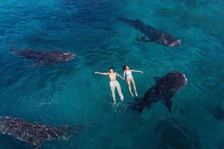 Oslob Whale Shark Snorkeling & Tumalog Falls with Osmeña Peak