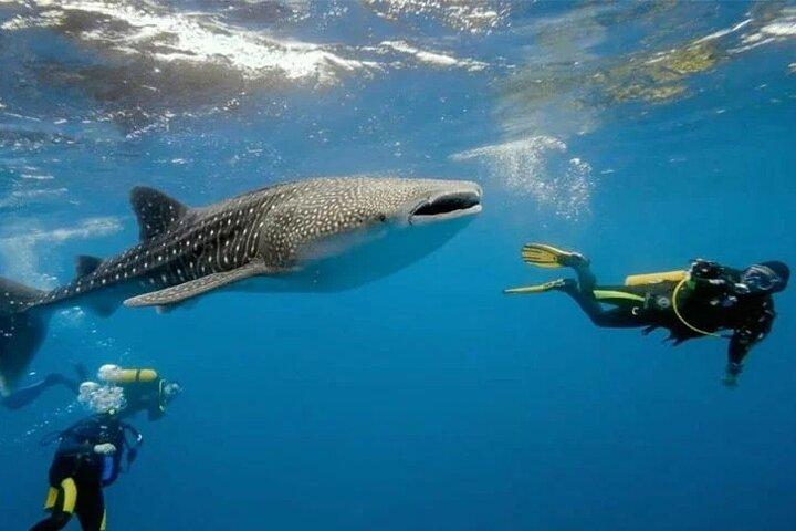 Oslob Whale Shark Snorkeling & Tumalog Falls with Osmeña Peak