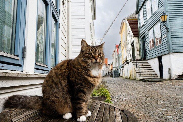 Nordnes: The Hidden Gem of Bergen Walking Tour