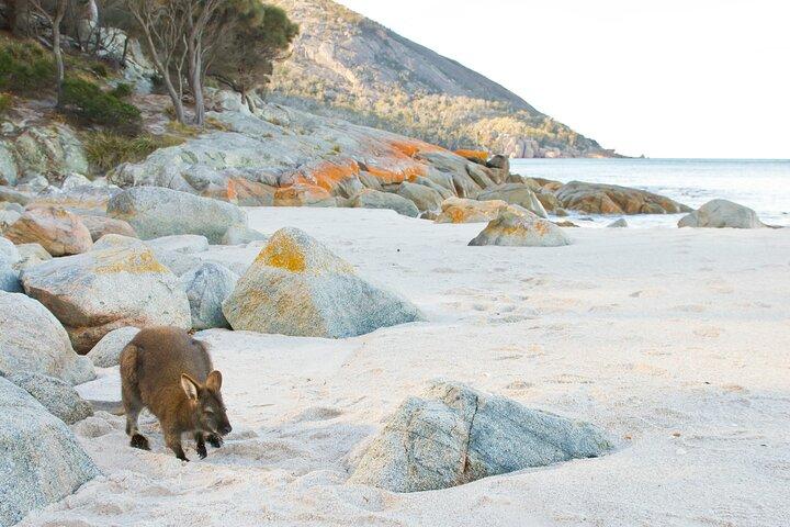 A Day At Wineglass Bay