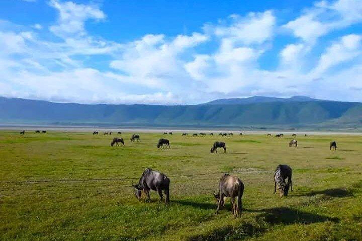 5 Days Private Safaris in Serengeti, Ngorongoro crater &Tarangire