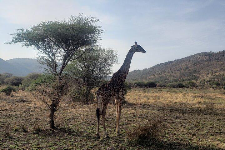 3 Days Ngorongoro Crater and Serengeti Safari.