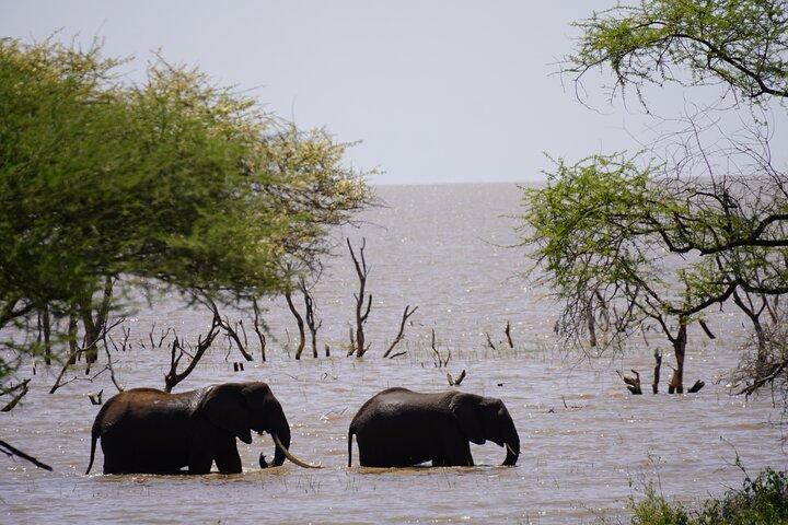 Classic Private Safari in Tanzania 7 Days