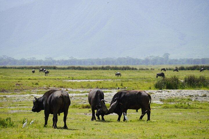 Classic Private Safari in Tanzania 7 Days