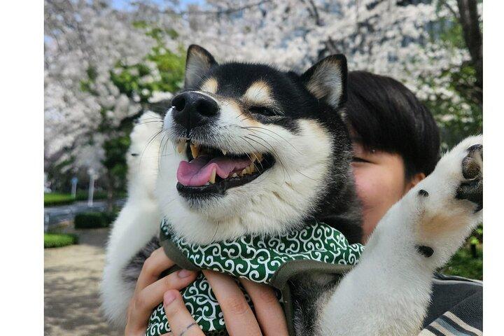 Yasukuni Shrine Shiba Inu Walk: Explore Tokyo’s Quiet Side