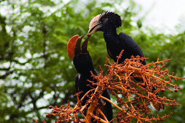 Half-Day Nairobi National Park Bird-watching Tour