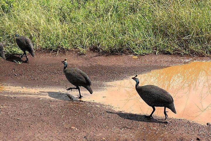 Half-Day Nairobi National Park Bird-watching Tour