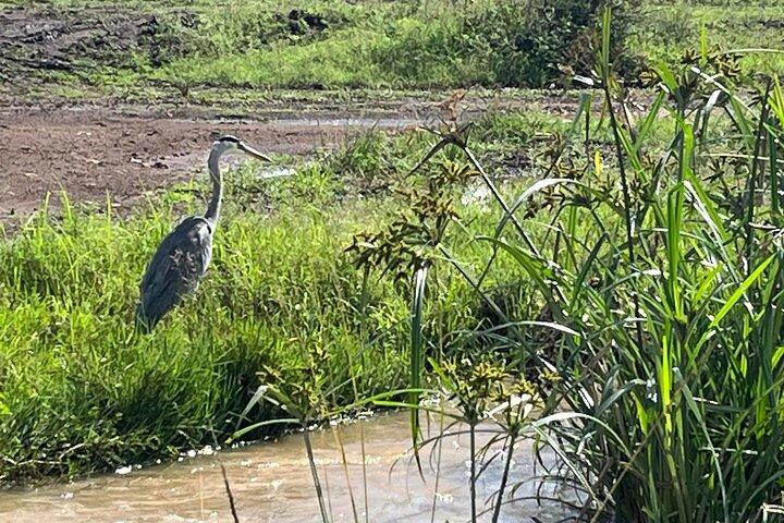 Half-Day Nairobi National Park Bird-watching Tour