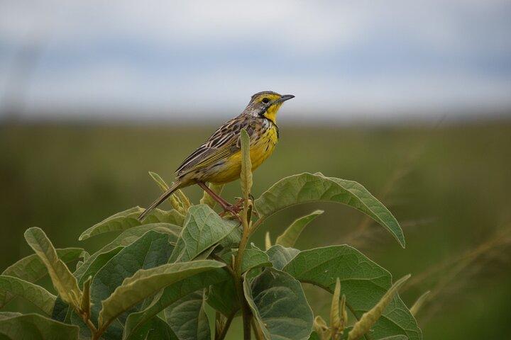 Half-Day Nairobi National Park Bird-watching Tour