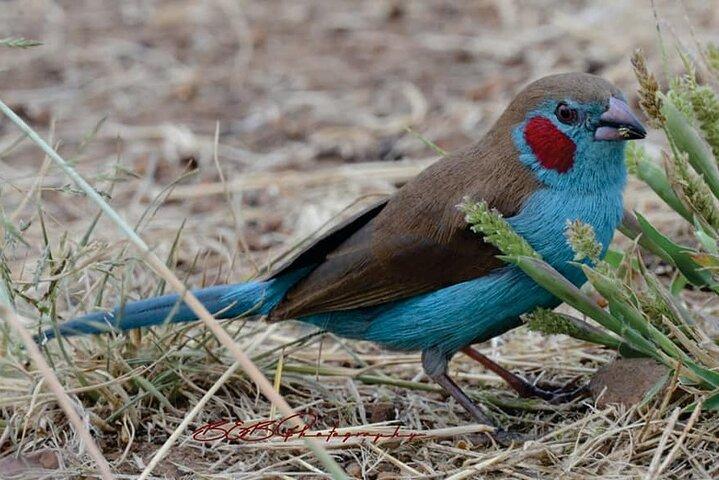 Half-Day Nairobi National Park Bird-watching Tour