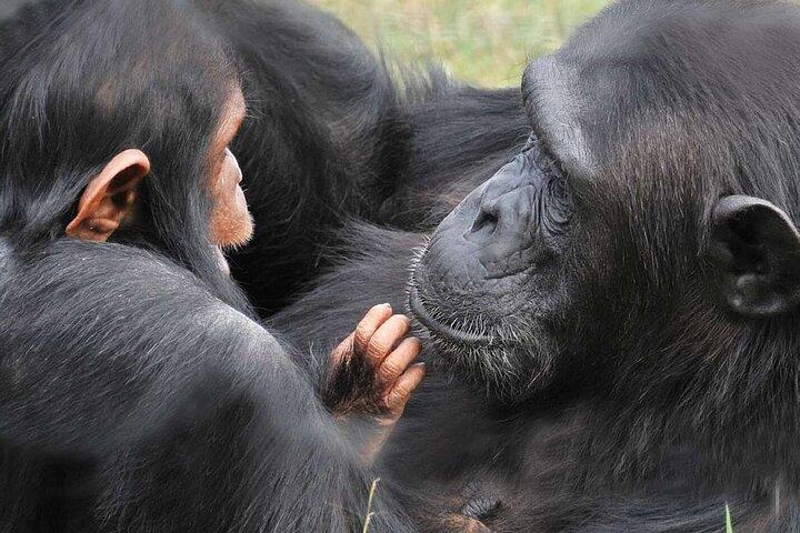 Day Tour To Ol Pejeta Conservancy