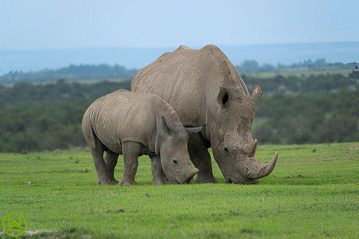 Day Tour To Ol Pejeta Conservancy