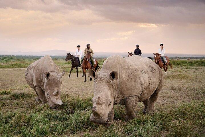 Day Tour To Ol Pejeta Conservancy