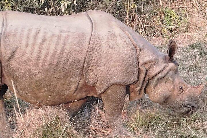 3-Day Chitwan National Park Jungle Safari Tour Package with Pick Up