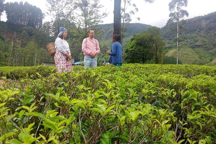ELLA 9Arch Tea Garden & Tasting Waterfall Swinging Hiking by Tuk