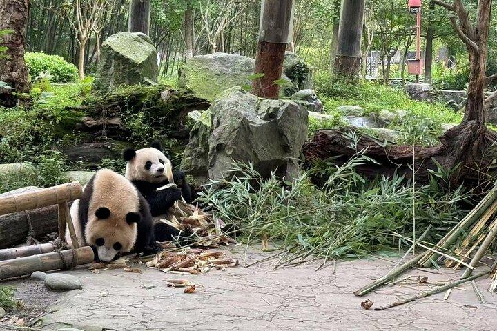Dujiangyan Panda base & Irrigation System Private Day Tour