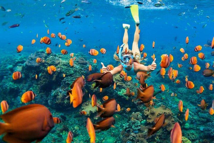 Mnemba Snorkeling and Swimming with Dolphins Trip