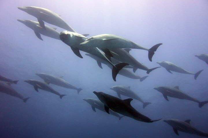 Mnemba Snorkeling and Swimming with Dolphins Trip