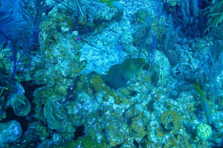 Belize Barrier Reef Two Tank Dive Experience / San Pedro Town