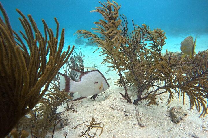 Explore Secluded Mexico Rocks and Stingray City