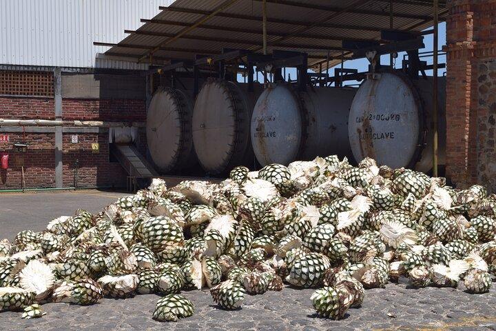 Guided Full Day Tour to Tequila and Cantaritos el Guero
