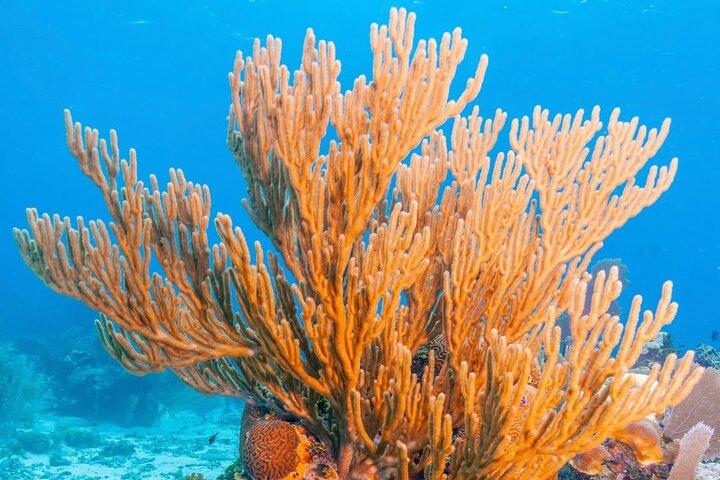 Top Snorkeling Experience in Puerto Morelos Reef