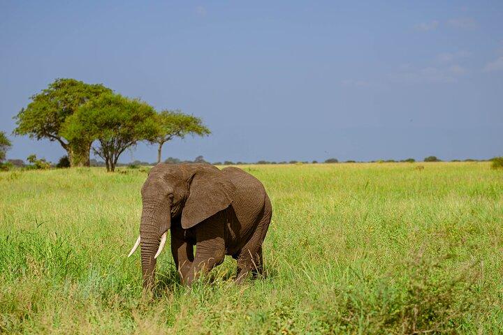 7 Days Tanzania Safari Tarangire, Serengeti and Ngorongoro