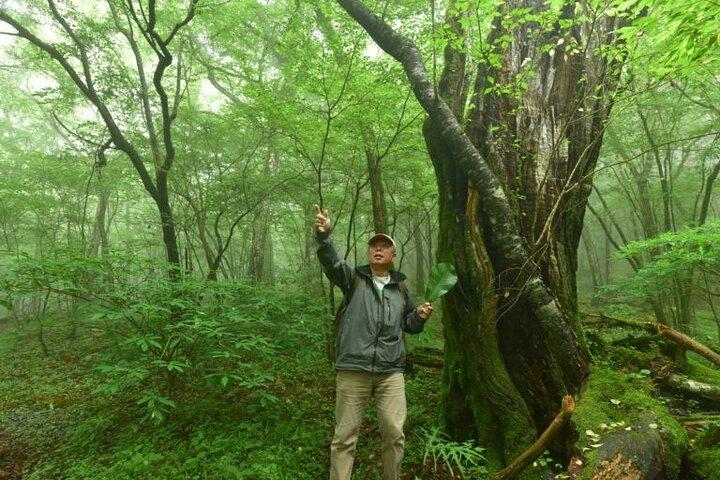 Fuji Forest Hiking 4 hr Tour with a Nature Guide with Transfer