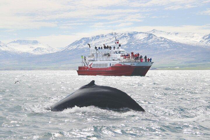 Whale Watching from Downtown Akureyri
