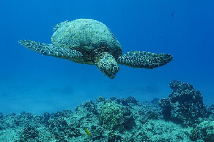 2 Hour Big Island Dolphin Watching and Sea Turtle Snorkel Tour