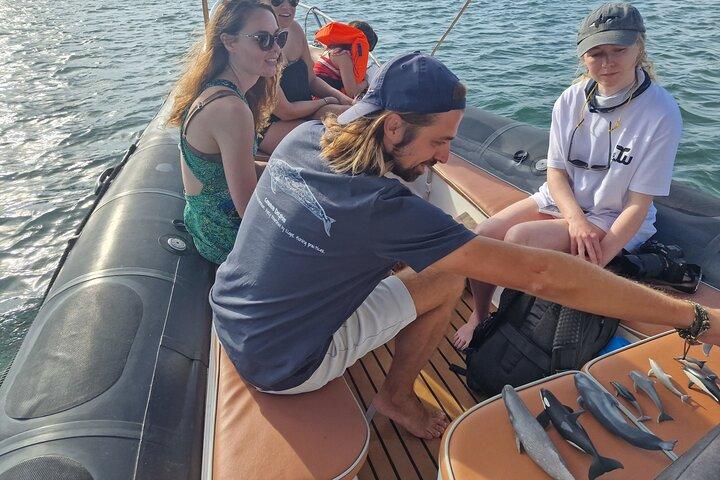 Small Group Dolphin Tour on Hybrid Boat in Sotogrande