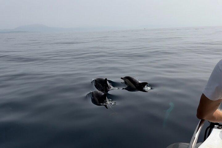 Small Group Dolphin Tour on Hybrid Boat in Sotogrande