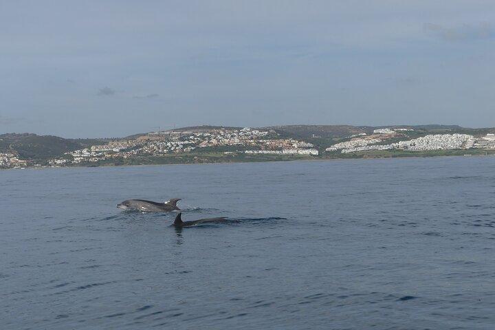 Small Group Dolphin Tour on Hybrid Boat in Sotogrande