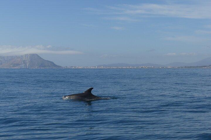 Small Group Dolphin Tour on Hybrid Boat in Sotogrande