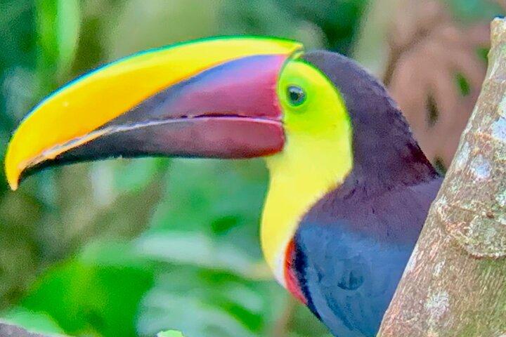 Rio Celeste Waterfall Hiking - Llanos Del Cortes waterfall & sloth observatory