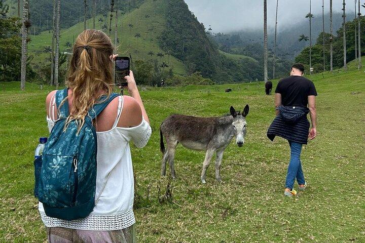 Cocora Valley Tour - Coffee Estate Tour - Salento Tour