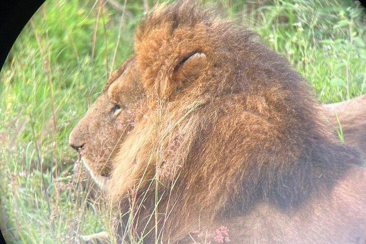 2 days maasai mara joining safari