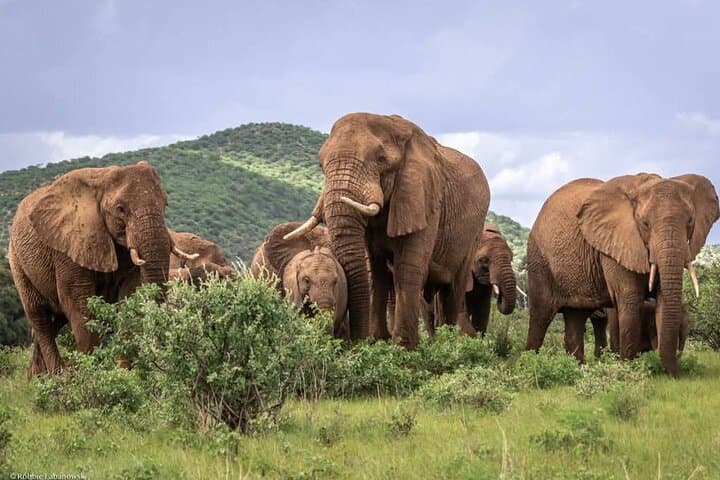 4 days maasai mara (migration) - lake nakuru (flamingoes) safari