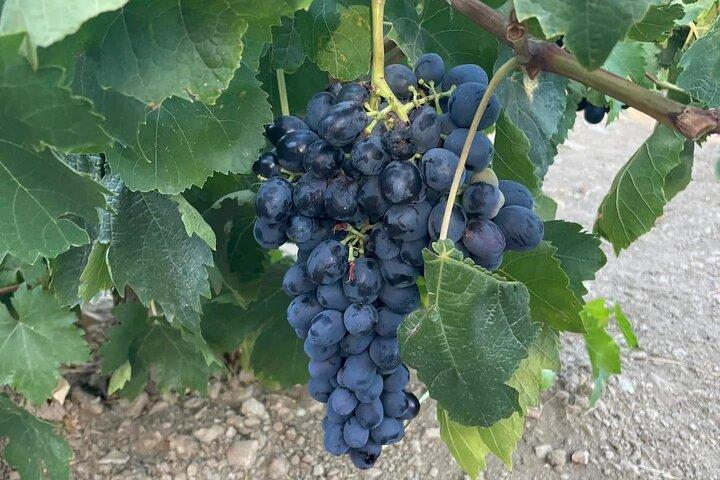 Naxos: Private Wine Three and Half-Hour Experience