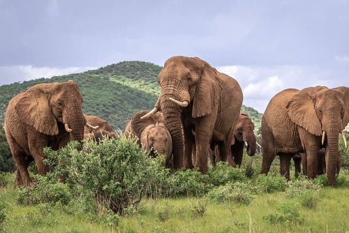 3 days maasai mara migration safari