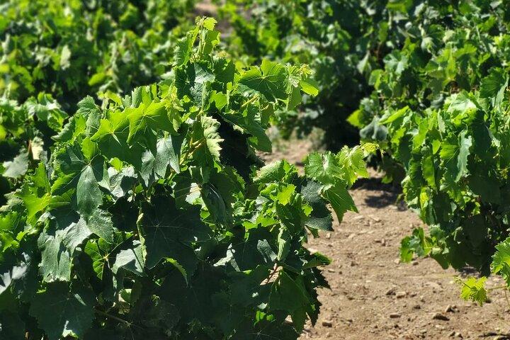 Naxos: Private Wine Three and Half-Hour Experience