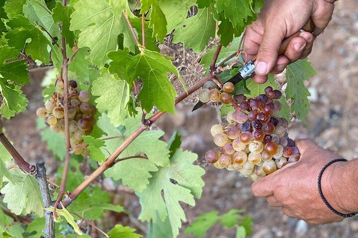 Naxos: Private Wine Three and Half-Hour Experience