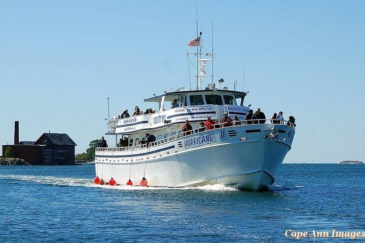 Whale Watching Tour in Gloucester